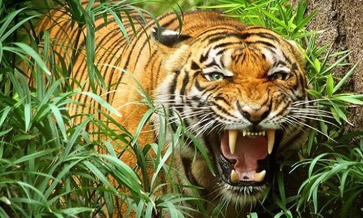 Chuyện ly kỳ về võ sĩ đấu vật Hải Phòng dùng giáo giết hổ dữ khổng lồ ăn thịt 72 người