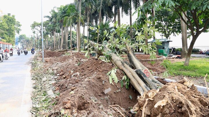 Dân mạng chê cười phương án trồng hoa sữa để giảm mùi bãi rác tại Hà Nội