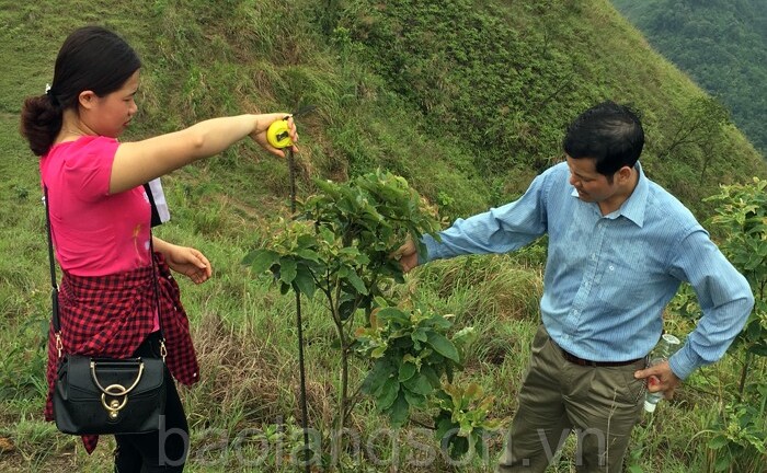 ‘Băng xanh cản lửa’ là gì mà có thể cản cháy rừng?