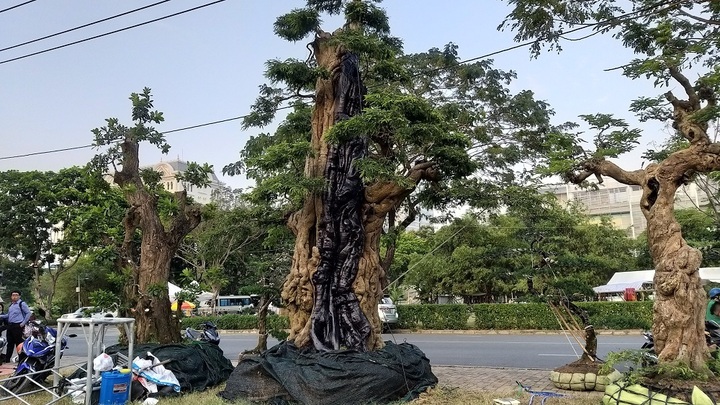 Loạt bonsai đắt đỏ của đại gia Việt