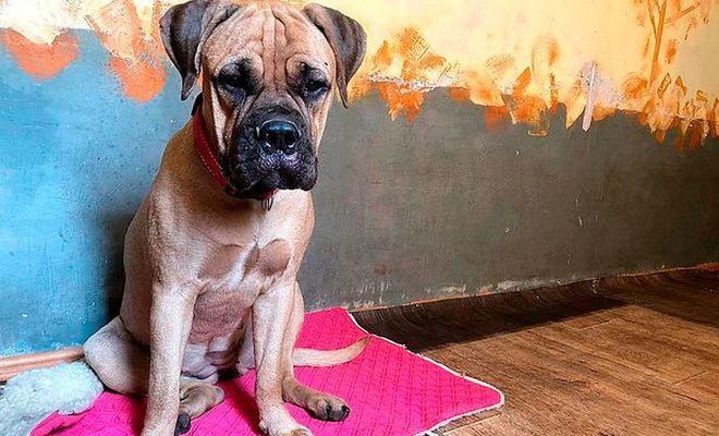 Bị chủ bỏ rơi, chú chó vẫn trung thành vượt 200km tìm đường trở về