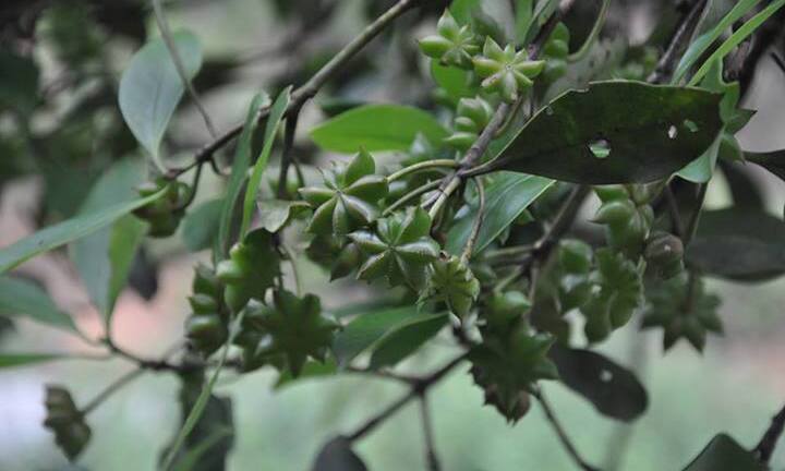 'Mỏ vàng xanh' xứ Lạng được mùa, trúng lớn