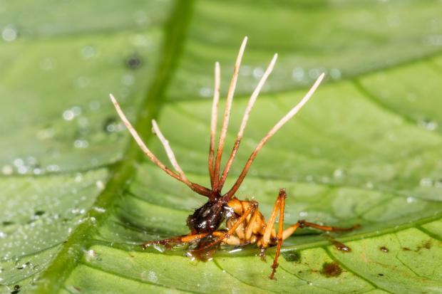 Loài nấm sát thủ ký sinh khiến kiến chết dần chết mòn trong đau đớn