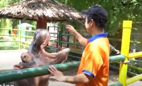 Video: Cặp hà mã ăn gần nửa tấn rau củ quả mỗi ngày ở TP.HCM