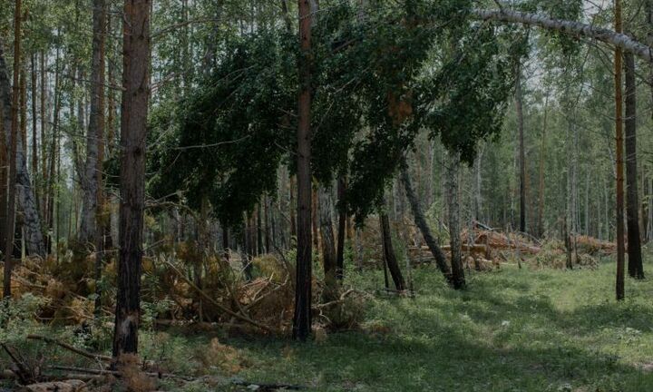 Bi kịch với vùng đất xa xôi nước Nga trước cơn 'khát gỗ' của Trung Quốc