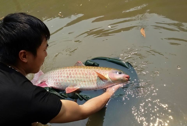 Đàn 'cá vua' mỗi con gần 40 năm tuổi ở Hà Giang
