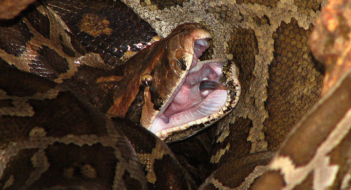 Mải giao phối, cặp trăn làm sập cả mái nhà dân