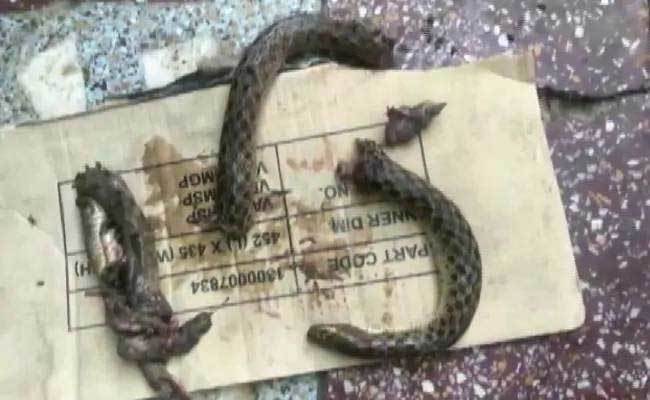 Bị rắn cắn, người đàn ông quay ra cắn chết rắn để trả thù