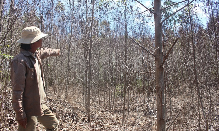 10.000 hecta rừng ở Quảng Ngãi bị chết khô