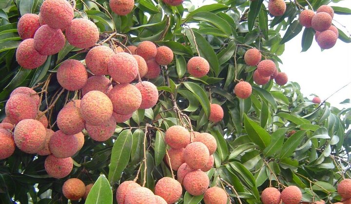 Giá vải cao nhất lịch sử, nông dân Lục Ngạn trở thành triệu phú