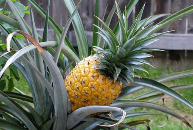 Dứa đắt nhất thế giới 300 triệu đồng/quả có gì đặc biệt?