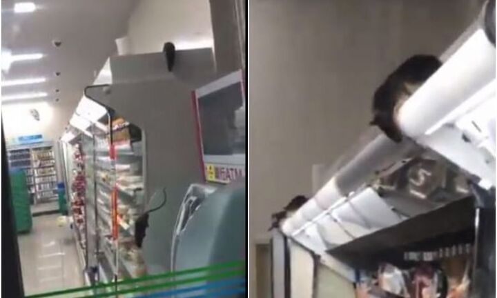 Cửa hàng tiện lợi phải đóng cửa vì chuột chạy loạn xạ bên trong