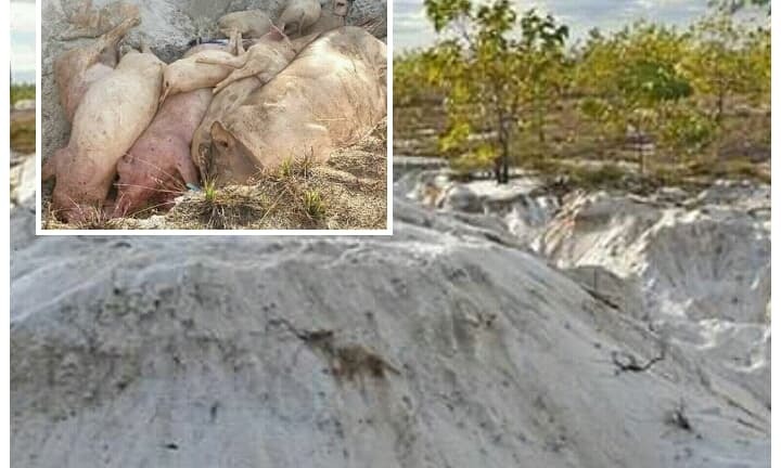 Xót xa vì lợn bệnh, dân mất thêm tiền tiêu hủy: Trả gấp lại tiền cho người chăn nuôi