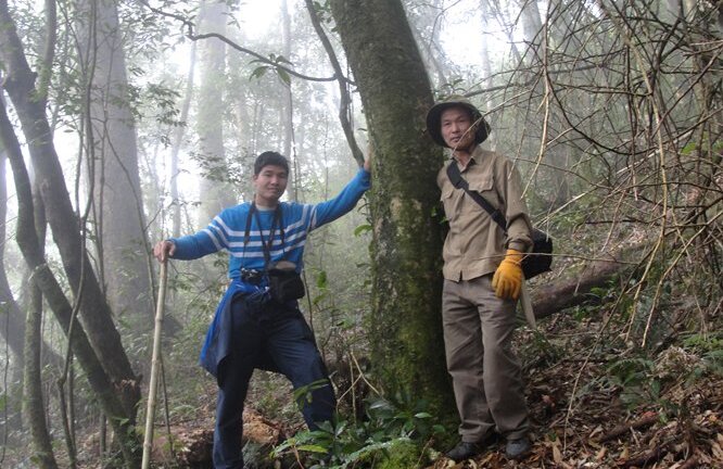 Những đại ngàn chè quý như vàng ròng bị lãng quên đáng tiếc