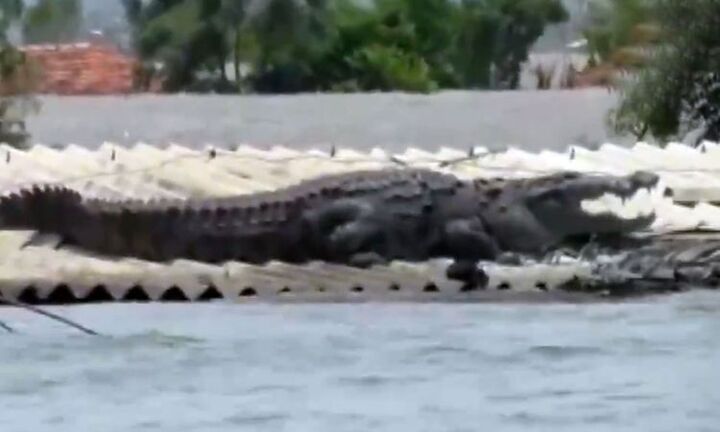 Cá sấu bò lên mái nhà dân, nằm phơi nắng tránh lũ