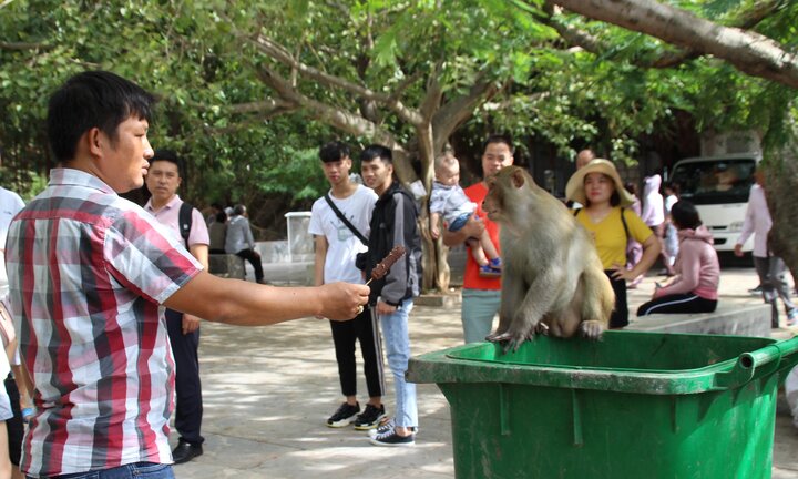 Ảnh: Hàng trăm con khỉ kéo về chùa Linh Ứng ‘xin ăn’ gây phiền toái