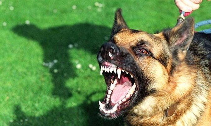 9 người bị chó dữ tấn công tại chợ