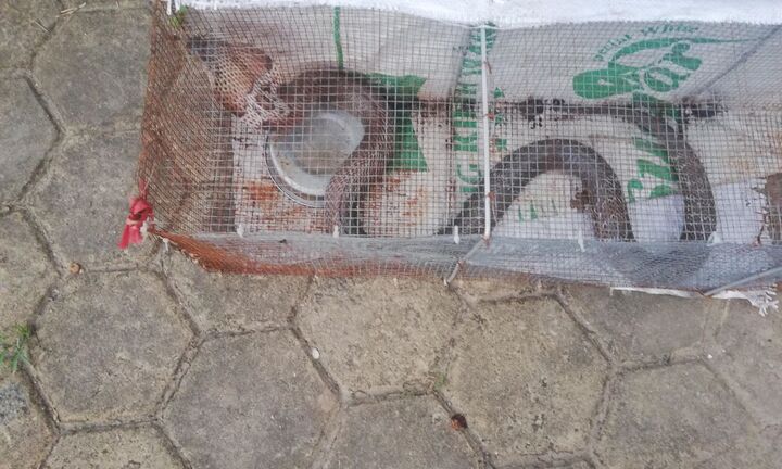 Những lần rắn bò vào chung cư Hà Nội khiến cư dân 'khóc thét'