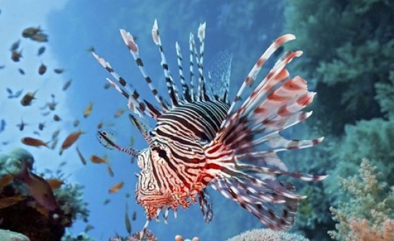 Nhà hàng chuyên phục vụ cá sư tử kịch độc