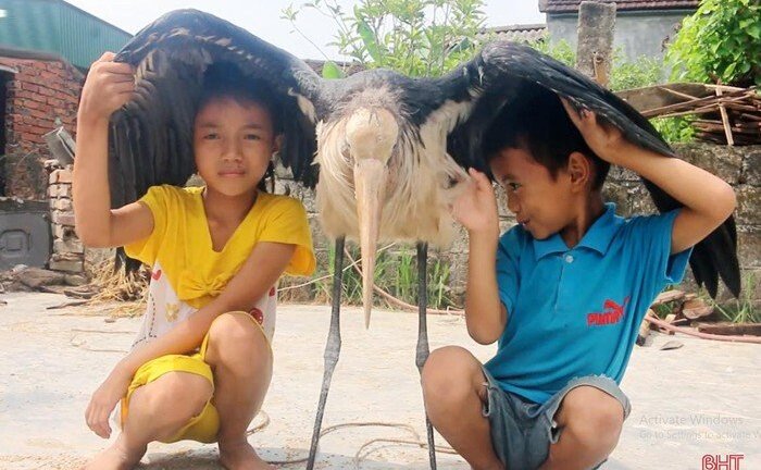 Nông dân Hà Tĩnh bắt được chim lạ khổng lồ có sải cánh dài 2m