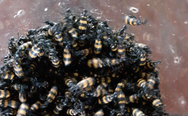 Dân Kon Tum đổ xô bắt bọ 3 sọc bán cho thương lái Trung Quốc