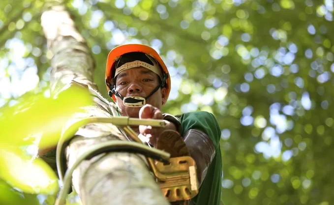 Người Dao vào rừng cạo nhựa bồ đề xuất khẩu sang châu Âu