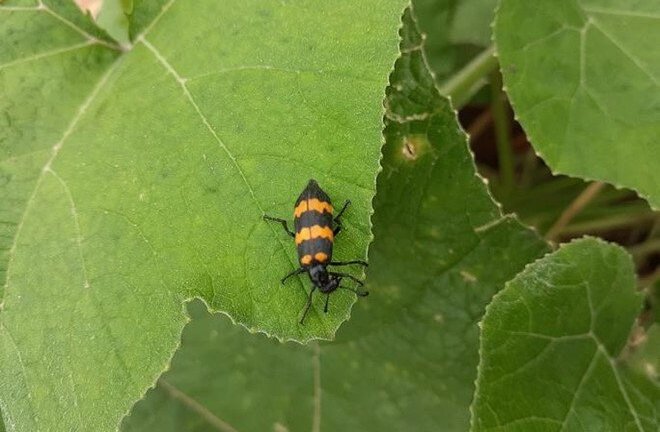 Nguy cơ gi từ việc thương lái gom mua bọ độc 3 sọc?