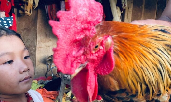 Kỳ lạ con ‘gà 9 cựa’ biến đổi giới tính ở Sơn La với lời đồn ‘ma ám’