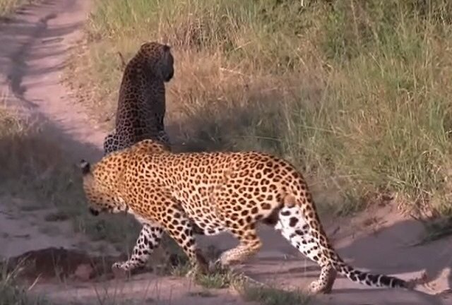 Mải mê rình mồi, báo hoa mai lại trở thành con mồi lúc nào không biết