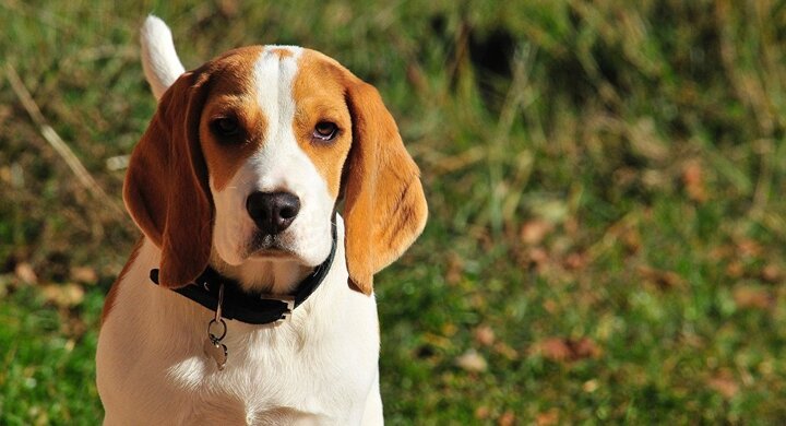 Chó tinh ranh, giả què để xin thức ăn người đi đường