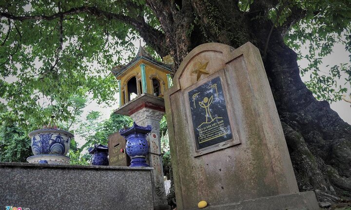 Cận cảnh 5 cây thị gần 700 tuổi ở Nghệ An