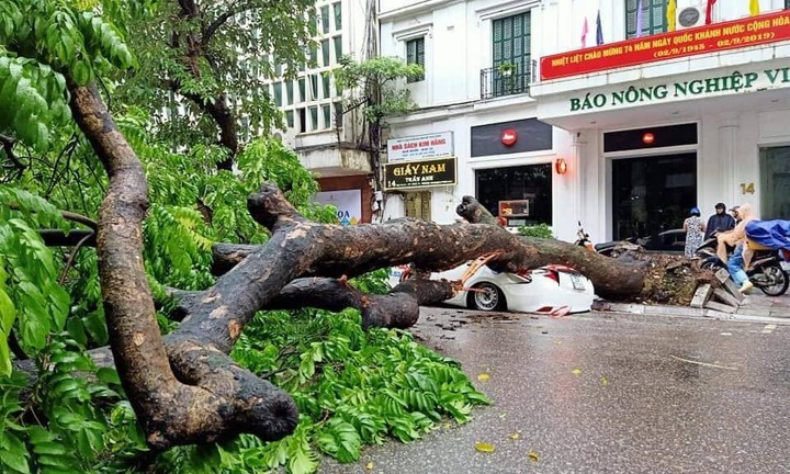 Cây cổ thụ đổ đè bẹp xe taxi, tài xế may mắn thoát chết