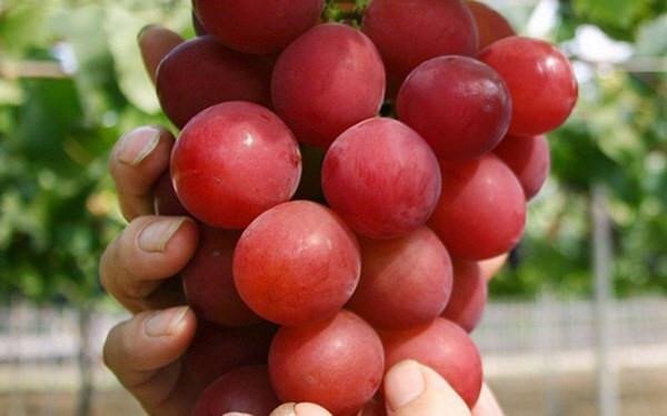 Loại nho đỏ gần 2.000 USD/kg của Nhật có gì đặc biệt?