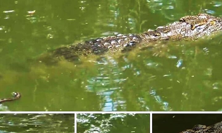 Đề nghị xử lý người đăng Facebook thông tin giả cá sấu nổi trên sông