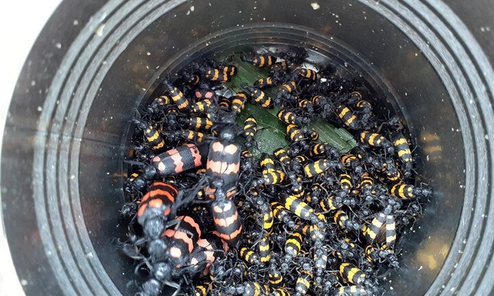 Trẻ em Gia Lai đổ xô bắt bọ 3 sọc cực độc bán giá gần 2 triệu đồng/kg