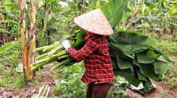Trồng chuối lấy lá, nông dân Hà Nội thu 200 triệu/ha