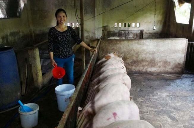 Sự thật chuyện lợn ở Đồng Nai thoát dịch tả lợn châu Phi nhờ ăn bã rượu