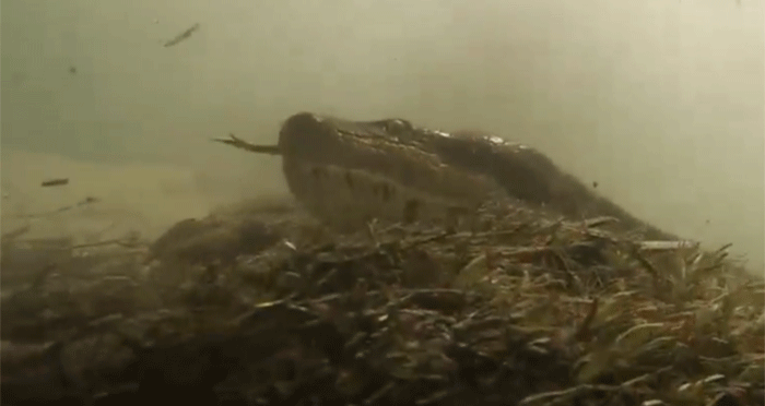 Video: Thót tim cảnh thợ lặn đối đầu con trăn dài 7 mét dưới dòng sông ở Brazil