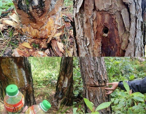 Hàng trăm cây thông ven đường mòn Hồ Chí Minh bị đầu độc