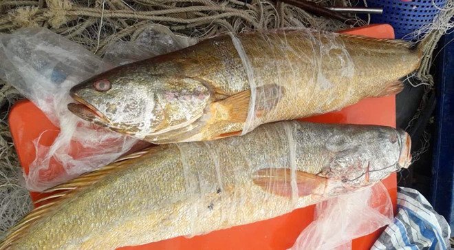 Bắt được cặp cá sủ vàng lớn nhất từ trước đến nay: Hơn 80 triệu đồng mới bán