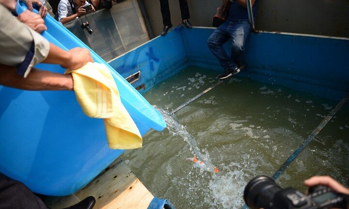 Video: Thả cá Koi xuống sông Tô Lịch đoạn lọc công nghệ Nhật Bản