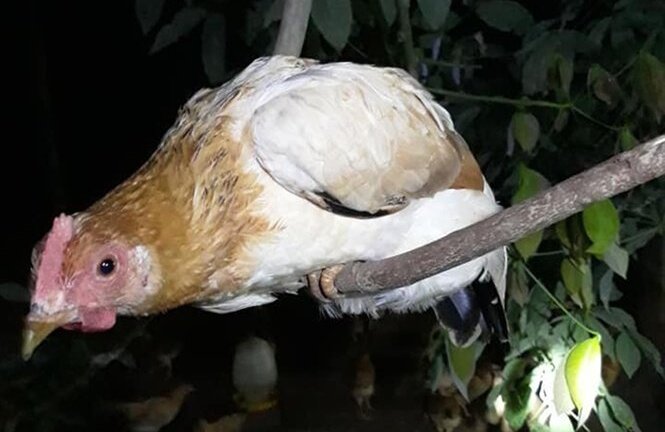 Thú vị loài gà tiến vua: Ngày ăn mối, tối ngủ cây