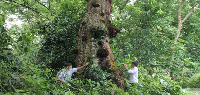 Kỳ bí cây lim khổng lồ ‘tự tử’ để hiến thân xây đại điện Lam Kinh