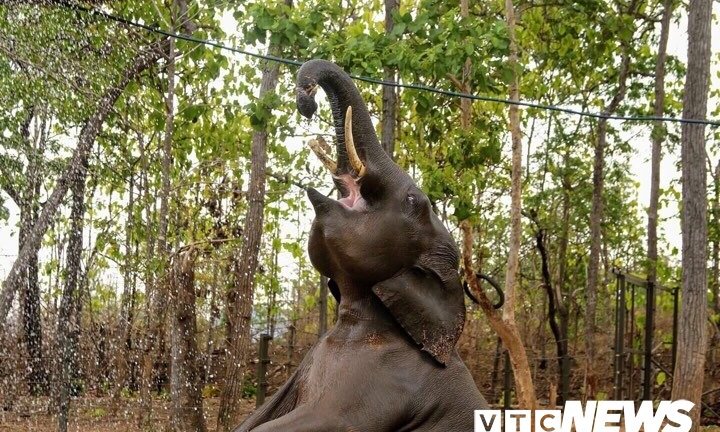 Đắk Lắk sẽ giám sát voi hoang dã bằng định vị GPS