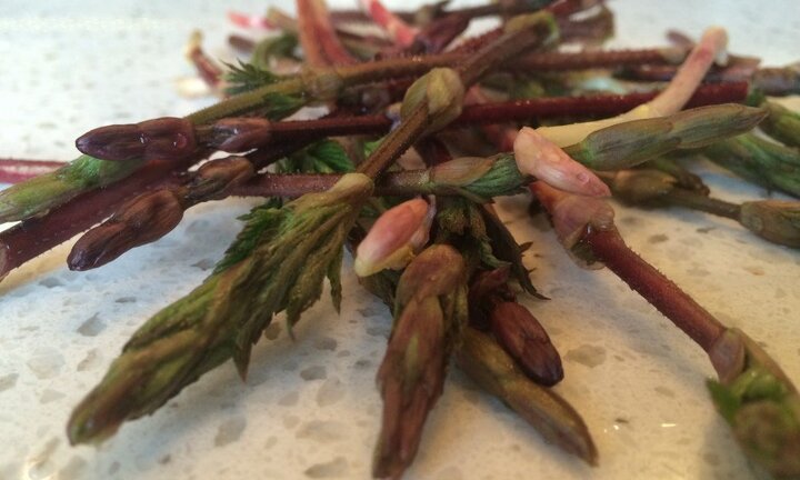 Bật mí về loại rau đắt nhất hành tinh, 26 triệu đồng/kg