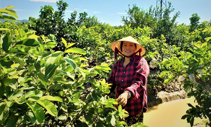 Vườn trái cây Nam Bộ bạc tỷ của người phụ nữ xứ Quảng