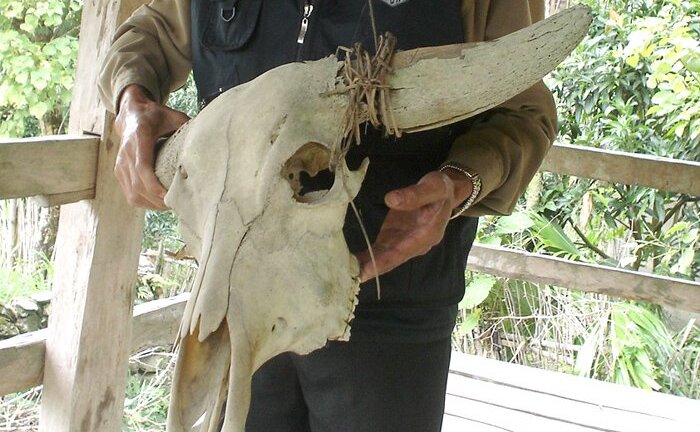 Bí ẩn ngôi ‘đền sọ trâu’ trong khu rừng không ai dám vào ở Tây Côn Lĩnh