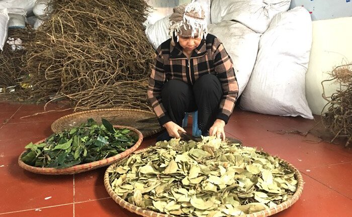 Tôi đã gặp bà lang cứu sống nhiều người bị tai biến kỳ lạ như thế nào?