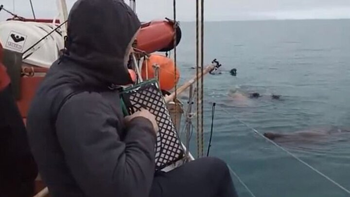 Video: Kinh ngạc những con hải mã lắc lư, kêu theo tiếng đàn trên biển