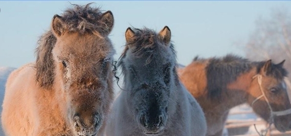 Tại sao ngựa thích nghi và tồn tại được ở Bắc Cực?